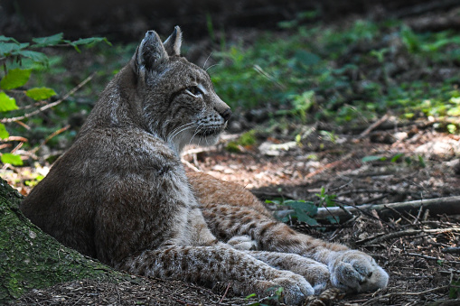 Adult male Eurasian Lynx up a tree.