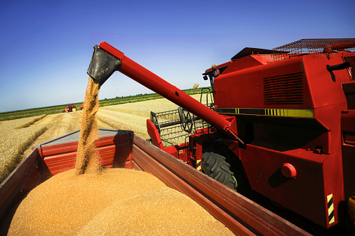 Wheat pouring from a combine harvester into a tractor trailer during a harvest.