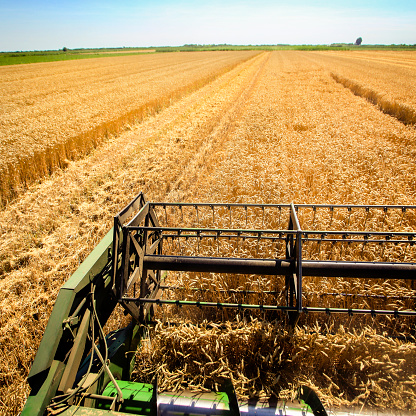 Modern combine harvester working in a wheat field.