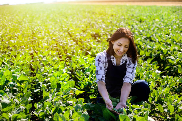istock Female worker working in a soybean field 1254421190