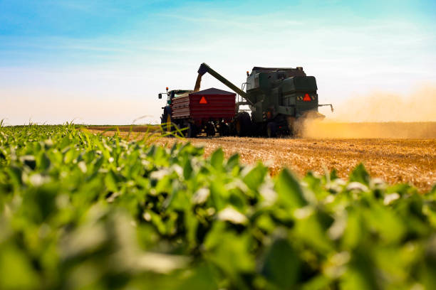 Working in the field Modern combine harvester working in a wheat field. agriculture equipment stock pictures, royalty-free photos & images