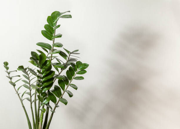 istock houseplant - Zamioculcas 1254421817