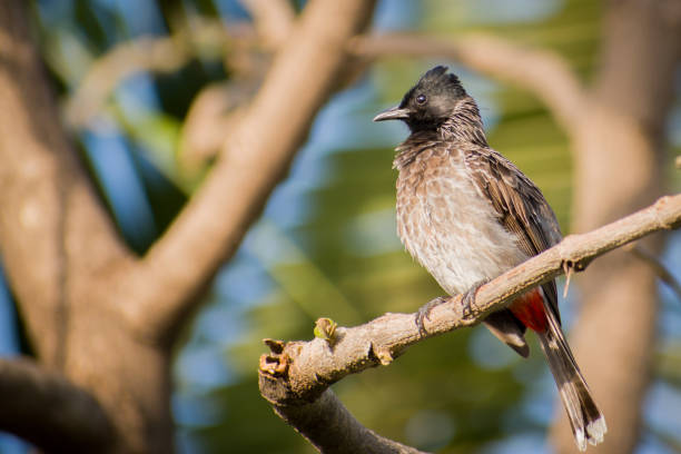Bulbul Stock Photo - Download Image Now - 2015, 2020, Animal - iStock Bulbul Stock Photo - Download Image Now - 2015, 2020, Animal - iStock