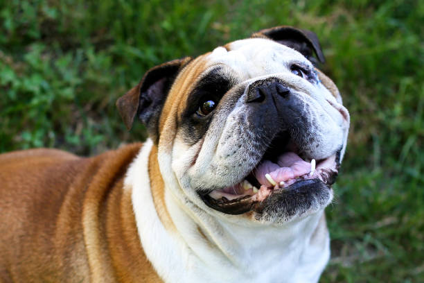 istock English Bulldog 1254422330