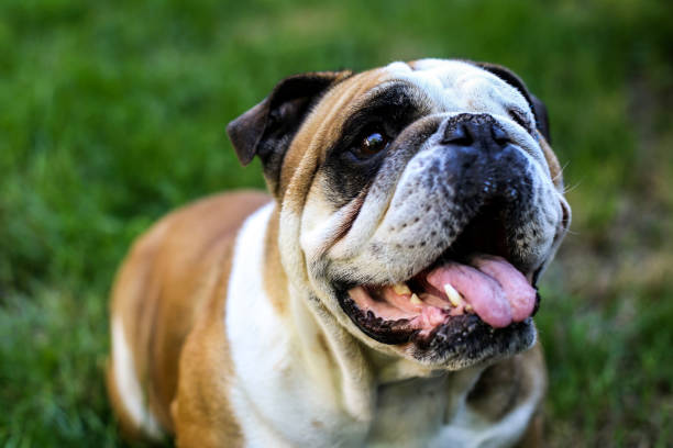 istock English Bulldog 1254422350