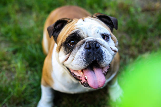 istock Playful English Bulldog 1254422351
