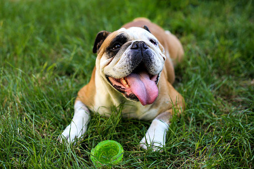 Female English Bulldog in grass.