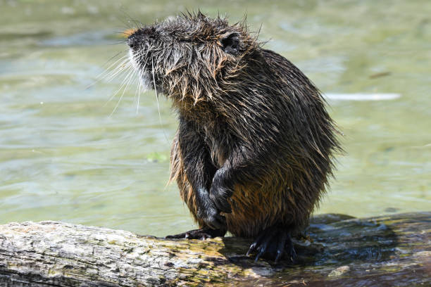 istock Nutria young and old playing in the water and showing their red teeth 1254424249