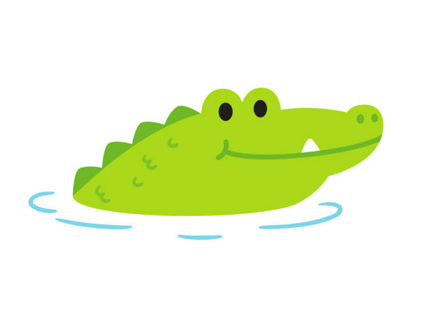 illustrations, cliparts, dessins animés et icônes de alligator mignon de dessin animé - alligator white background crocodile reptile