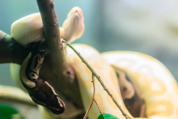 144,700+ Python Snake Wrapped Close Up Around A Branch Stock Photos ...
