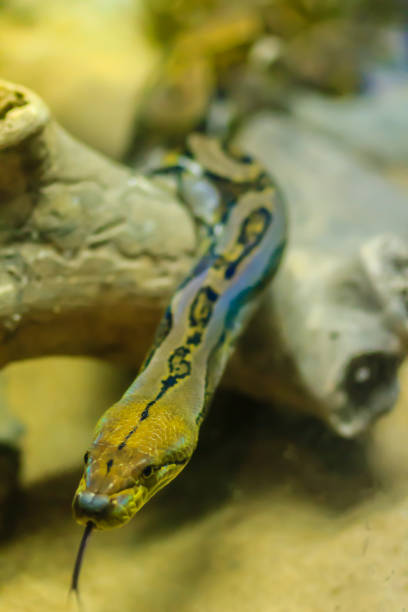 Yellow Brown Python 220+ Yellow Python Stock Photos, Pictures & Royalty-Free Images - iStock