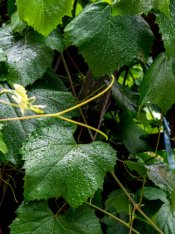 raindrops on green grape leaves, macro, narrow focus area