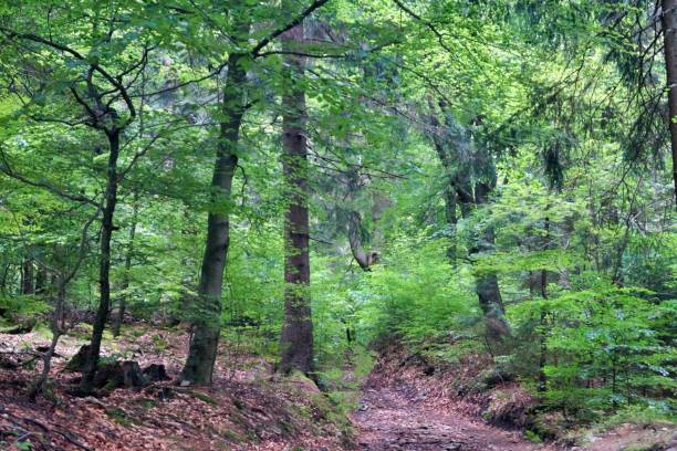 istock Hiking trail through the forest 1254428471