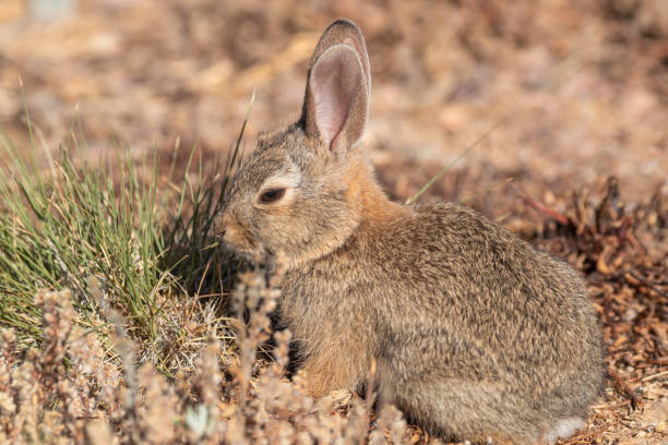 istock Cute Young Cottontail Rabbit 1254428781