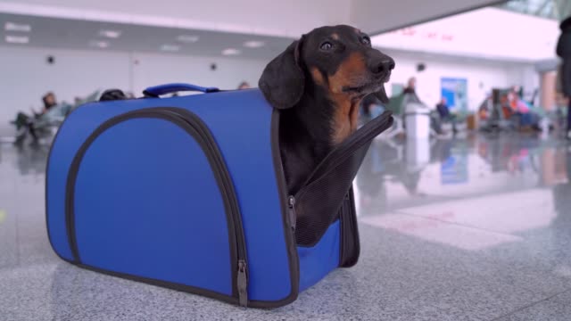 Dachshund sits in blue pet carrier at airport or train station, close up. Dog hides inside and crawls out back. Rules for transporting animals in cabin or in luggage compartment across customs border