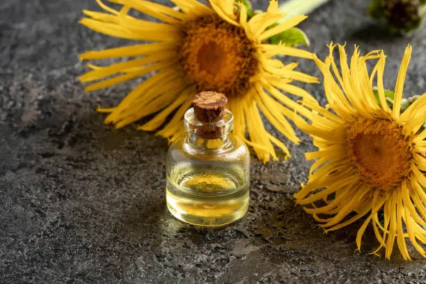 A bottle of essential oil with blooming elecampane, or Inula helenium on a dark background