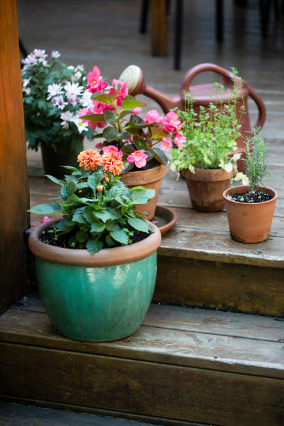 istock Potted flowers in the back yard 1254429726