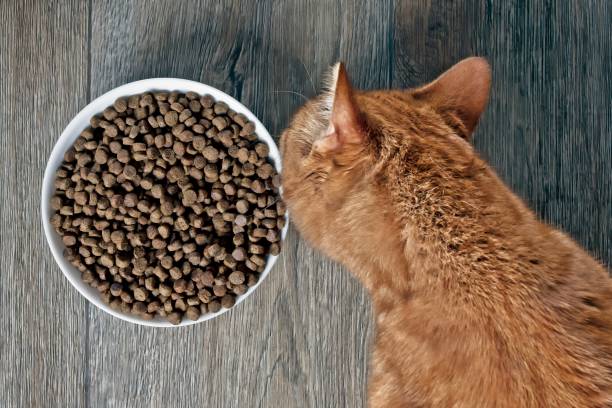 istock Looking down at a ginger cat eating from a bowl 1254429911