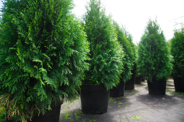 istock Saplings coniferous trees in pots in plant nursery 1254430053