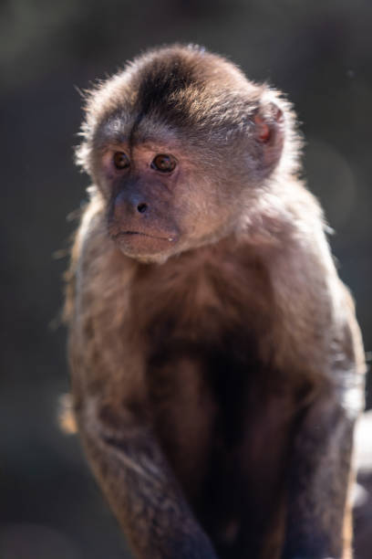 istock Wild monkey in the jungle. South Africa. 1254431683