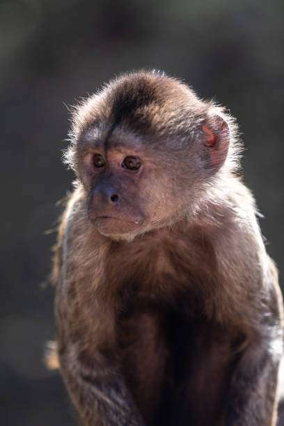 istock Wild monkey in the jungle. South Africa. 1254431806