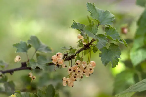 White currant branch with ripe berries.