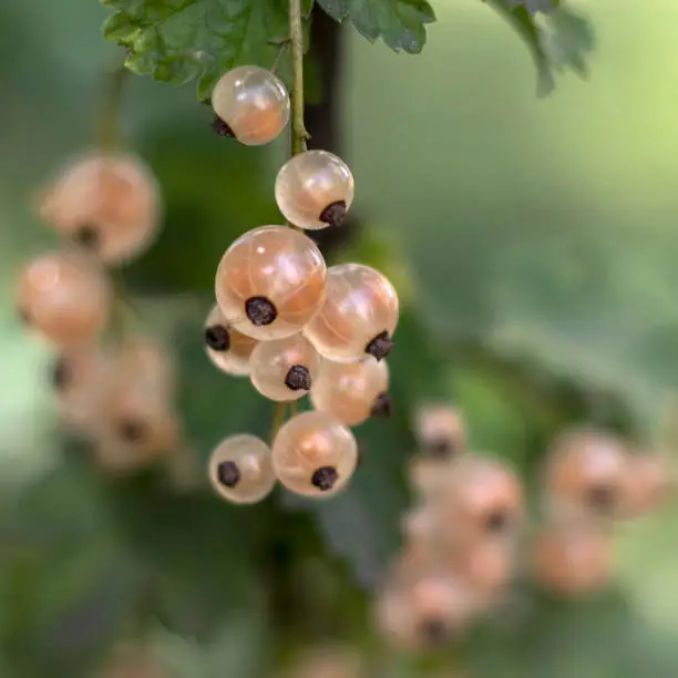 White currant branch with ripe berries close up.