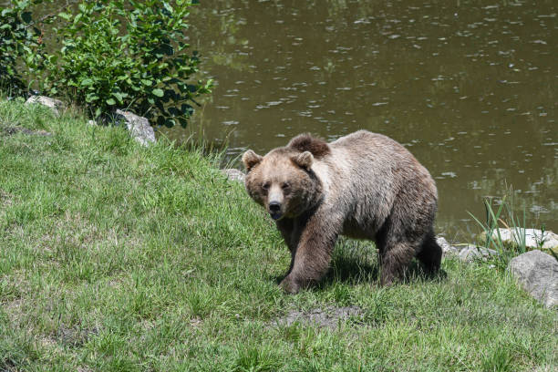 istock Wild brown bear in Germany 1254432711