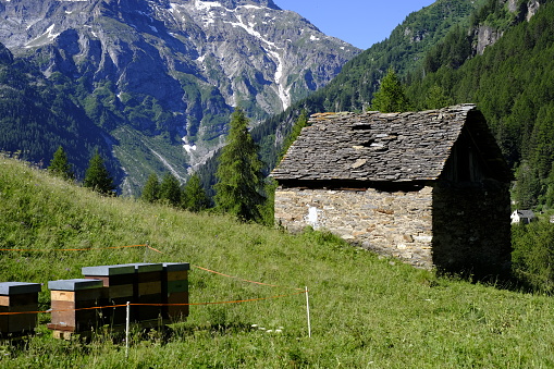 Alpe Devero - Piedmont - Italy beekeeping