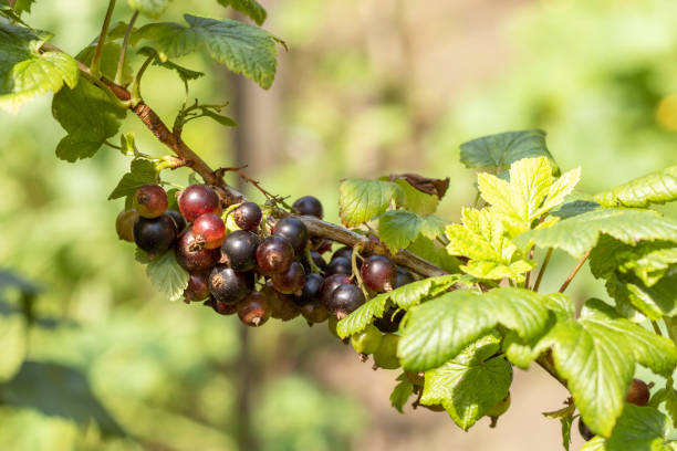 istock Blackcurrant branch with ripe berries. 1254434373