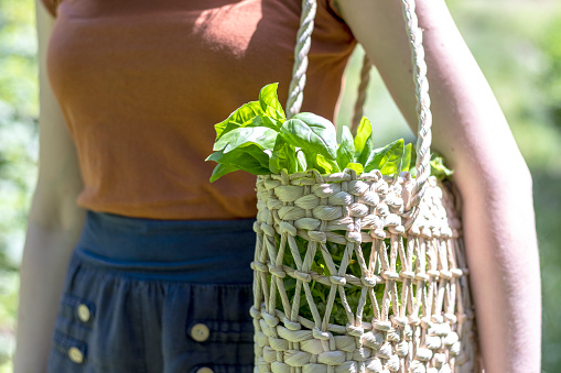 Woman carries in a wicker straw bag fresh greens (salad and basil). Close-up.