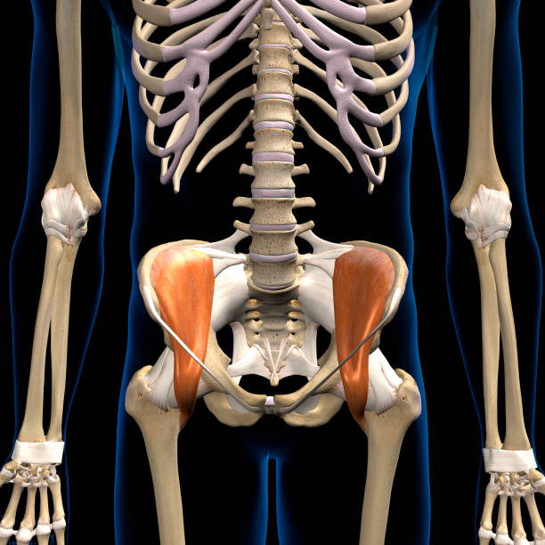istock Male Iliacus Muscles Anterior View Isolated on Black Background 1254435330