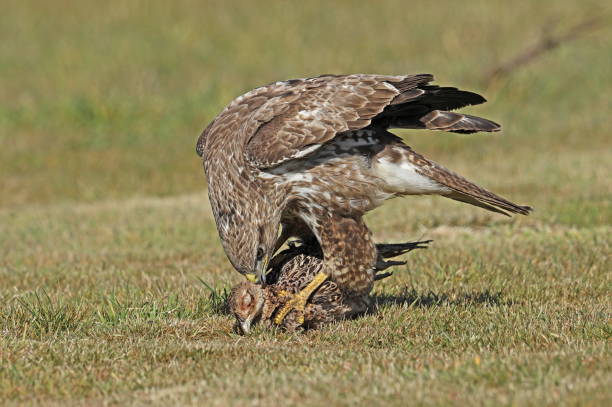 eurasian buzzard - eurasian buzzard imagens e fotografias de stock