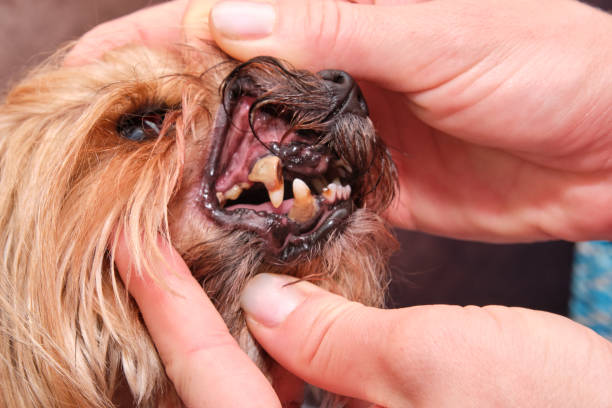 istock Checking the dog's teeth. Dogs have problems with the oral cavity, limestone, gingivitis, caries. Selective focus. Close-up shows dirty teeth, a sign of teeth and gums disease in a dog, an unhealthy dog's mouth 1254439537