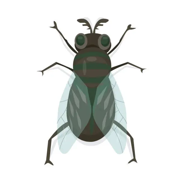 Vector illustration of Cartoon illustration of insects, fly. flat style isolated on a white background. Vector illustration