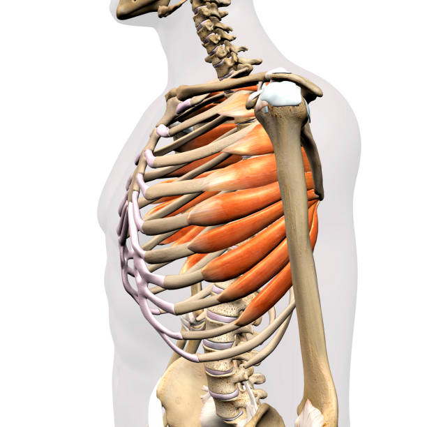 Male Anterior Serratus Muscles Isolated on Rib Cage Man's anterior serratus muscles side view of upper body skeleton on a white background. medical diagram photos stock pictures, royalty-free photos & images
