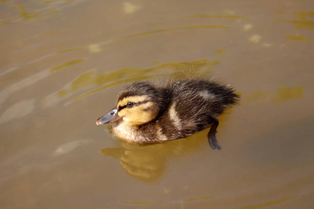 Cute little yellow duckling swimming alone in a pond or lake.