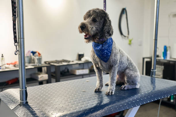 Beautiful and obedient labradoodle dog at a pet grooming salon.