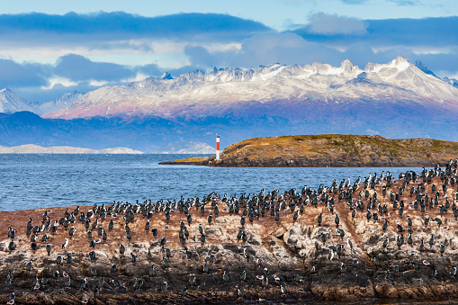 South Georgia Island Crowded King Penguin Colony side by side together on a beach of South Georgia in front of Mountain Range and Glacier Tongue. South Georgia Island, Sub Antarctic Islands, British Overseas Territories, UK