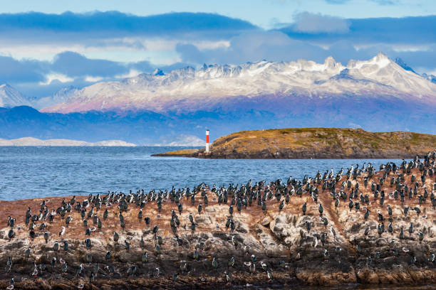 Bird Island near Ushuaia Bird Island in the Beagle Channel near the Ushuaia city. Ushuaia is the capital of Tierra del Fuego province in Argentina. beagle channel stock pictures, royalty-free photos & images