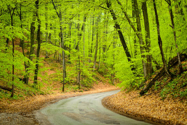 curving road in the spring time forest - country road winding road road michigan imagens e fotografias de stock