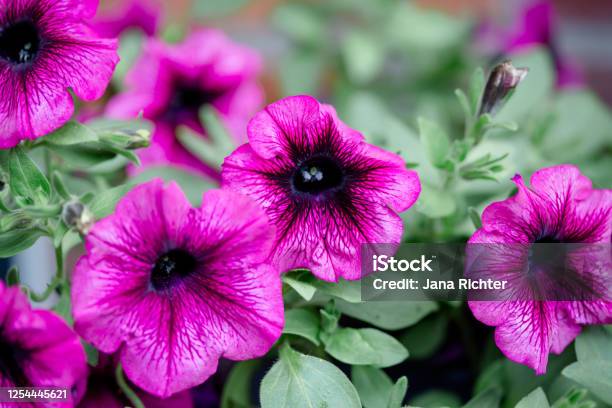 Petunias Bloom Stock Photo - Download Image Now - Petunia, Beauty, Beauty In Nature