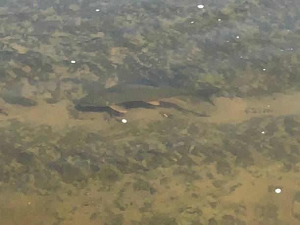 istock Bass in the moving river down deep 2 1254445831