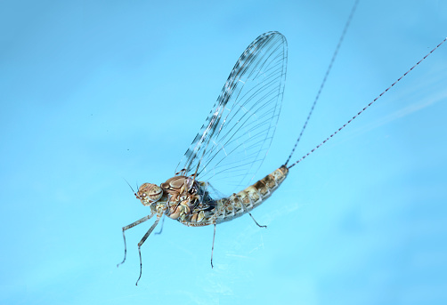 A cream and brown speckled insect with upright wings and a distinct tail against a blue background.