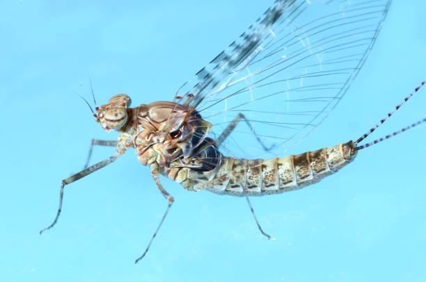 femelle speckled dun mayfly (ephemeroptera; callibaetis sp.) - corps dun animal photos et images de collection