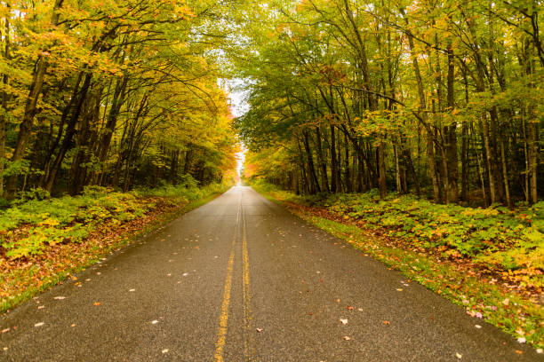 road in the autumn forest - country road winding road road michigan imagens e fotografias de stock