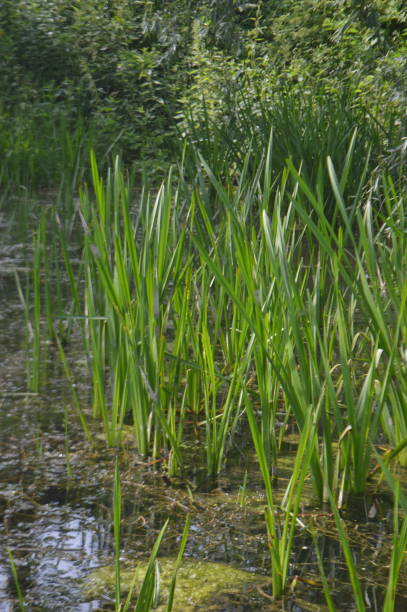 istock Village pond with sedge 1254445987