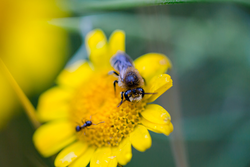 Honey bee on Yellow wood Anemone, Anemonoides ranunculoides. Nature awakening in spring.