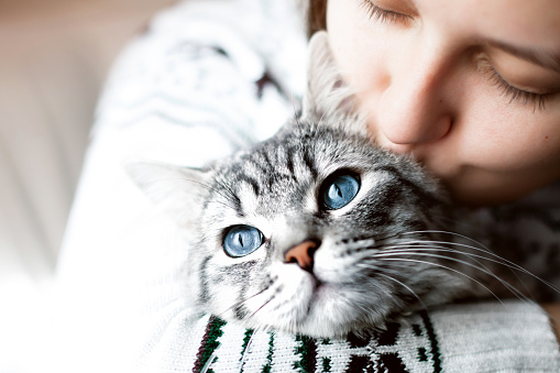Woman at home kissing and hug her lovely fluffy cat. Gray tabby cute kitten with blue eyes. Pets and lifestyle concept. Friend of human. Animal lover.