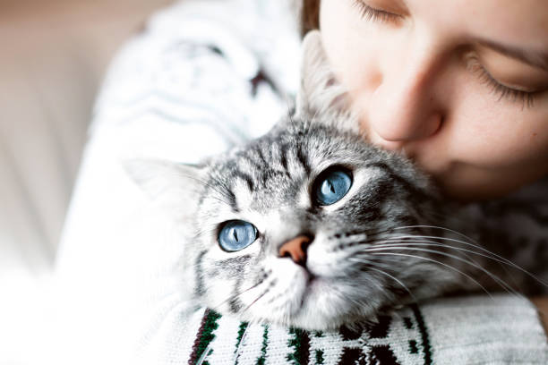 Woman at home kissing and hug her lovely fluffy cat. Gray tabby cute kitten with blue eyes. Pets, friendship, trust, love, and lifestyle concept. Friend of human. Animal lover. Woman at home kissing and hug her lovely fluffy cat. Gray tabby cute kitten with blue eyes. Pets and lifestyle concept. Friend of human. Animal lover. grey cat white paws stock pictures, royalty-free photos & images